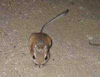 <img200*0:stuff/z/65185/[The%2520Mad%2520Hatter]%2527s%2520Photography/kangaroorat.jpg>